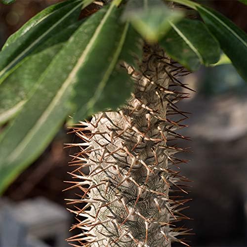 American Plant Exchange Live Madagascar Palm Tree, Plant Pot for Home and Garden Decor, 4" Pot