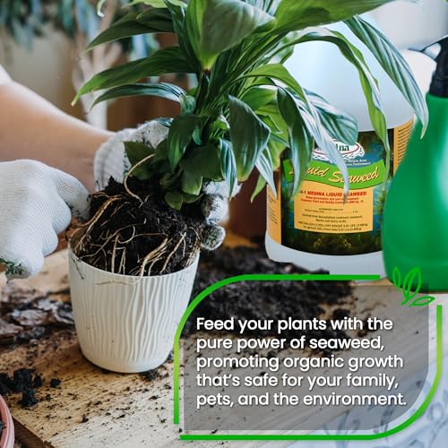 Medina Liquid Seaweed Fertilizer, 1 Gallon | For Plants, Concentrated, Lawn and Garden, Enhances Plant Growth and Soil Health, Ready to Spray, Covers 64000 Sq. Ft.