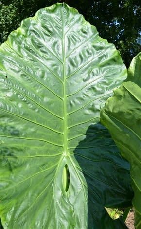 Borneo Giant Alocasia/Elephant Ear/Taro - Large 1 Gallon Plants