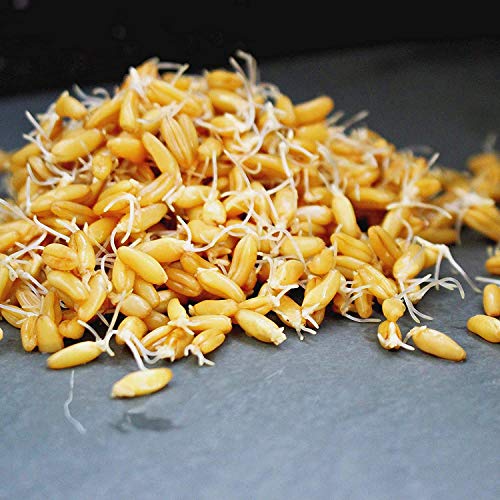 Handy Pantry Organic Kamut Seeds – 35 lb – Bulk Ancient Grain | Emergency Food Storage, Baking, Sprouting, Milling