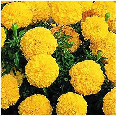 Park Seed Whopper Mix Marigold Flower Seeds – Giant 4-Inch Double Blooms in Yellow, Gold & Orange, Compact and Weather-Resistant Plants, Easy to Grow for Beds or Containers – Pack of 25