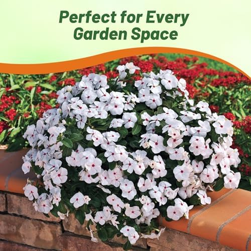 Outsidepride Bright Eyes Periwinkle Seeds for Planting – 4000 Pcs Annual, Fast-Blooming, Heat & Drought Tolerant Vinca Flower Seeds with Vibrant Colors Ideal for Gardens, Beds, Borders & Containers