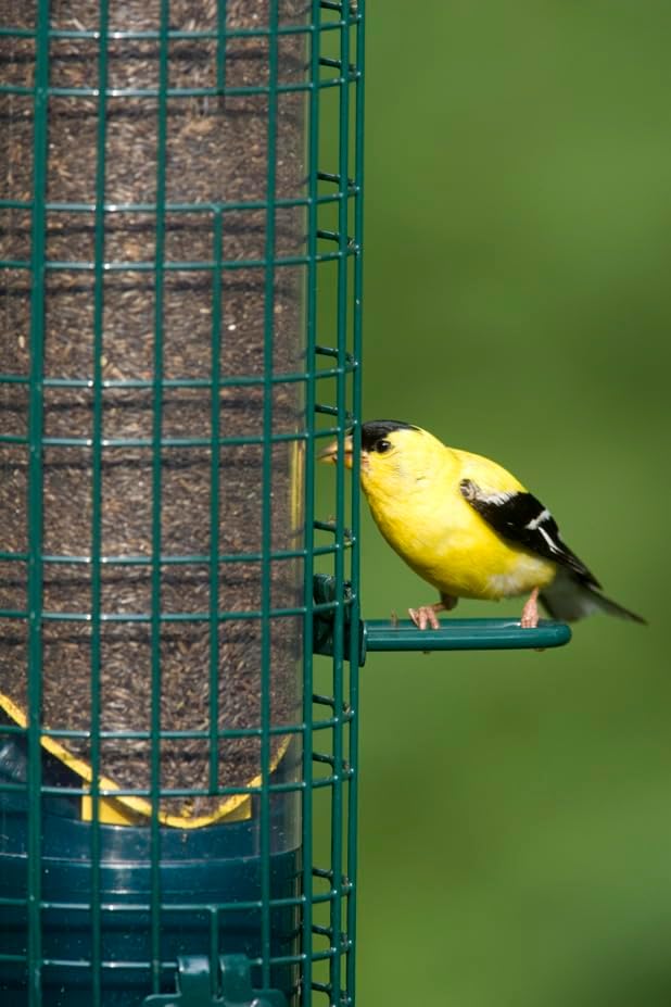 Squirrel Buster® Nyjer® – Squirrel-Proof Nyjer®/Thistle 2.4-pound Seed Capacity Feeder w/8 Feeding Ports & 4 Perches, Easy Fill & Clean