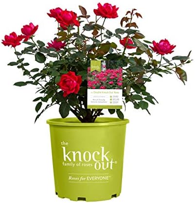 Green Promise Farms Rosa `Double Knock Out` (Reblooming) Rose, 3 Size Container, pink flower