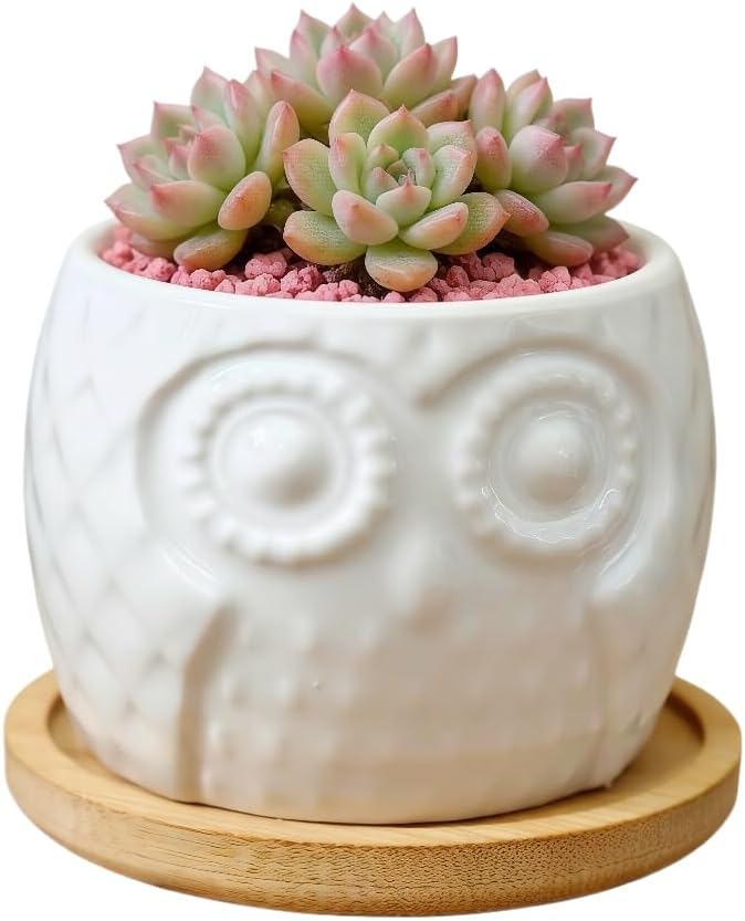 Cuteforyou Succulent Pots,Cute Animal Shaped Cartoon Ceramic Succulent Cactus Flower Planters -Plant Not Included，Cat