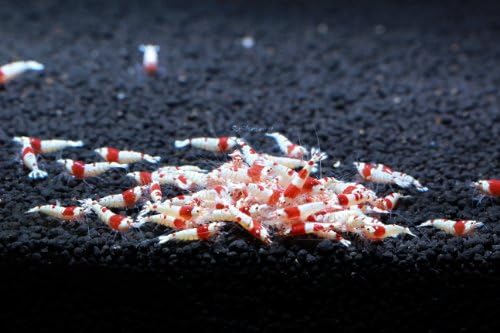 Crystal Red Shrimp SS Grade Live Freshwater Aquarium Shrimp - 1/4 to 1/2 inch Long (10 Shrimp)