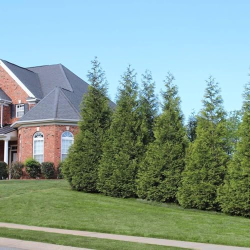 Brighter Blooms - Thuja Green Giant Arborvitae, 3-4 ft. - No Shipping to AK, AZ, HI, OR