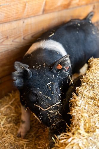 standlee Straw Compressed Bale Animal Bedding, Hay Bedding for Horses & Livestock, 3.6 cu. ft.