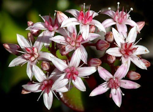 Jade Plant - Crassula Ovuta - Easy to Grow