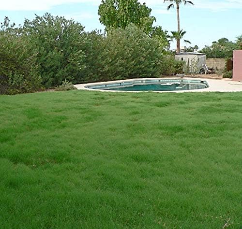 Outsidepride Xeriscape Native Prairie Grass Seed Mix – 1 lb. Perennial, Warm-Season, Cold & Drought-Tolerant, Fine Leaved, Dense Turf Grass Seeds for Lawn, Ground Cover & Arid Xeriscape Landscaping