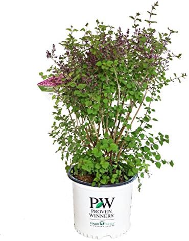 Proven Winners - Syringa x Bloomerang Dark Purple (Reblooming Lilac) Shrub, dark purple flowers, #3 - Size Container