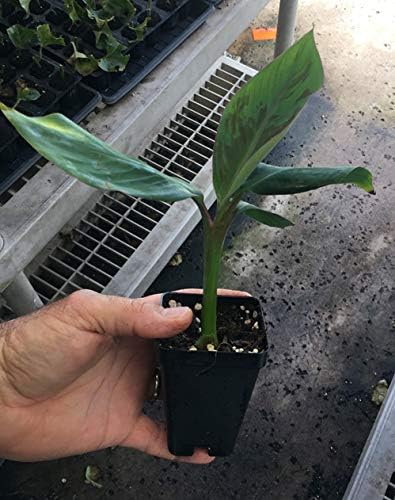 Manzano Apple Banana Plant ***Rare*** Live Manzano Apple Banana Tree