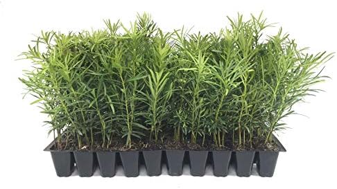 Podocarpus Japanese Yew | 10 Live Plants | Podocarpus Macrophyllus | Evergreen Shrub, Low Maintenance, Drought Tolerant, Privacy Screen Landscaping, Fast Growing, Ornamental Foliage