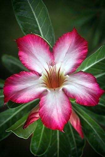 Arabic Desert Rose - Adenium arabicum - Pink Flowers - 2" Pot