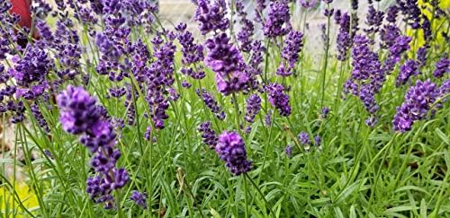 L+ Hidcote Blue Lavender — 4 Live Plants in 4" Pots — Deep Purple-Blue Flowers — Fragrant, Bee-Friendly, Drought & Deer Resistant Perennial — Zones 5–9, Cut Flower & Sachet