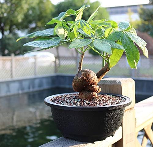 MUZHI 12PACK Matte Black Succulent Bonsai Round Planter Bowl Pot with Drainage, Plastic Cactus Flat Garden Plant Bowl Pots 6.3”