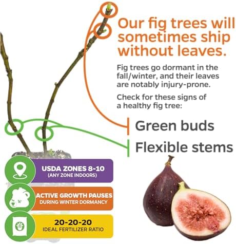 Chicago Hardy Fig Tree (1-Pack) Live Starter Plant by Wellspring Gardens | Ficus carica | Hardy & Fruitful | Ideal for Gardens | Purple-Skinned Fig | Edible Landscape Plant | Food forest