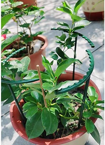 Belit 8 Pack Plant Supports for Small Plants, Garden Flowers Green Plant Support Ring, Planter Support Ring for Schlumbergera, Clivia, Succulents