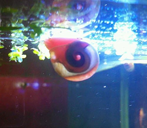 9+ Live Ramshorn Snails Aquarium or Pond, Algae Clean Up! Shipped Daily!