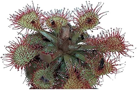 Sundew (Drosera), Living Plant, Good for Acid-Bog Terraria