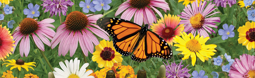 Flower seeds, seeds for planning, garden seeds, butterfly garden, seed packets, home garden, homest