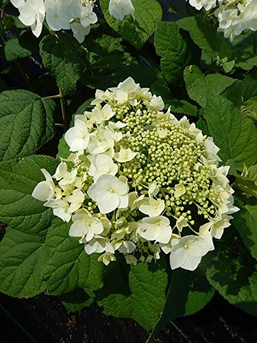 First Editions - Hydrangea pan. Vanilla Strawberry (Panicle Hydrangea) Shrub, white/pink/red flowers, #3 - Size Container