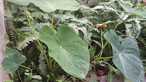 20 Live Elephant Ear Colocasia Esculenta Taro Bulbs