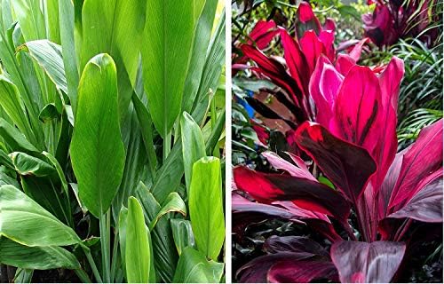 HAWAIIAN TI PLANT LOGS RED and GREEN ~ GROW HAWAII