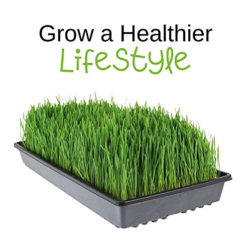 Handy Pantry Organic Hard Red Wheat Seed 35 Lb Non-GMO Grow Wheatgrass | Flour, Grain & Bread, Emergency Food Storage