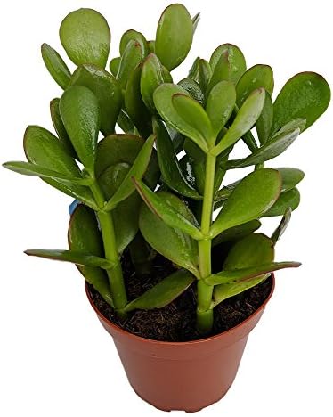 Sunset Jade Plant - Crassula - Easy to Grow House Plant - 4" Pot