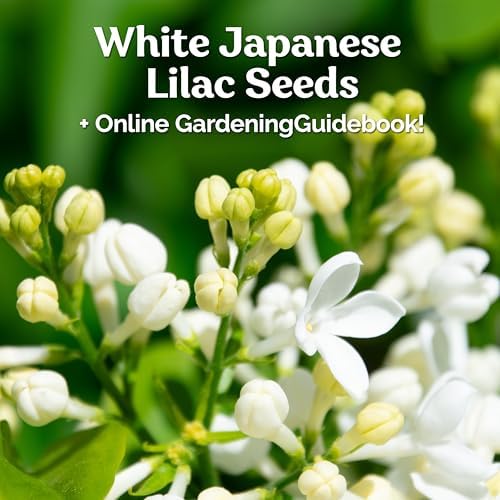 60 White Japanese Lilac Seeds (Syringa reticulata) – Extremely Fragrant, Perennial Flowering Plant