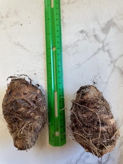 2 Upright Elephant Ear Bulbs- Nice Bulbs!