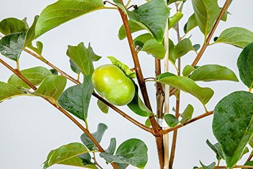 Perfect Plants Fuyu Asian Persimmon Tree Live Plant, Produces Fruit, 3-4 ft, Self-Pollinating