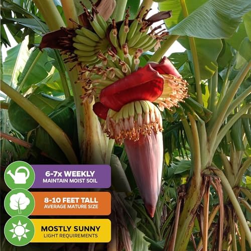 Ice Cream Banana Tree (1-Pack) Live Plants by Wellspring Gardens | Easy to Grow Plants for Nature Lovers & Gardeners- Outdoor Planting in Patio | Musa acuminata