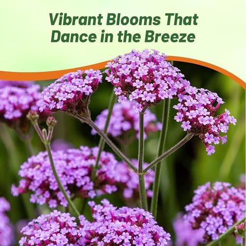Outsidepride Purpletop Verbena Seeds for Planting - 5000 Pcs. Annual, Drought Tolerant & Easy to Grow, Ground Cover with Fragrant & Vibrant Blooms for Containers, Borders & Pollinator Gardens