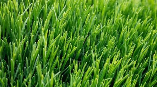 Creeping BentGrass Seeds, 1 Pound