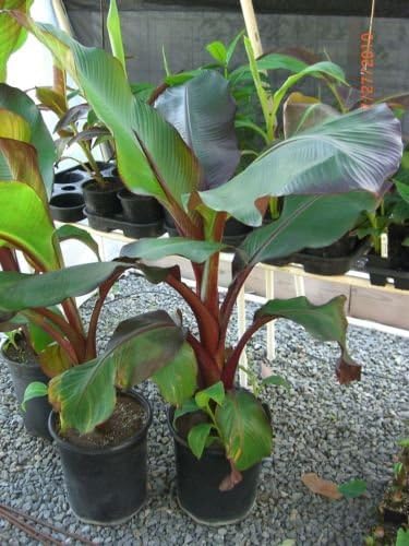 Ensete Maurelii - Red Abyssinian Banana