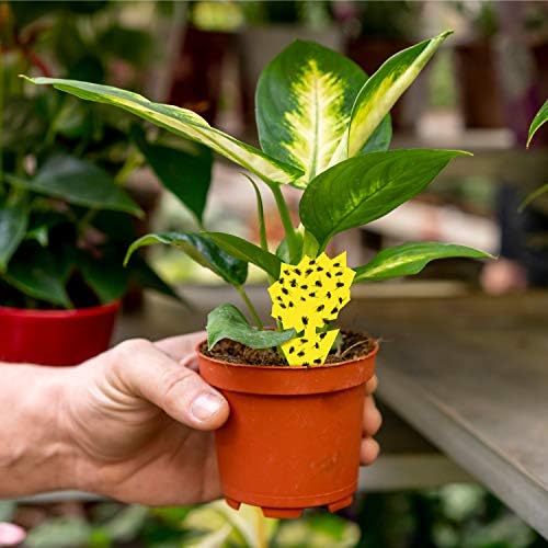 Trap a Pest Indoor Plant Sticky Gnat Traps - Yellow - 15 Pack