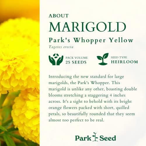 Park Seed Whopper Mix Marigold Flower Seeds – Giant 4-Inch Double Blooms in Yellow, Gold & Orange, Compact and Weather-Resistant Plants, Easy to Grow for Beds or Containers – Pack of 25