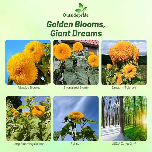 Outsidepride Giant Sungold Sunflower Seeds for Planting - 500 Pcs Annual, Easy to Grow Flower Seeds w/Vibrant