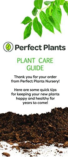 Perfect Plants Red Ruffles Azalea Live Plant, 1 gallon, Includes Care Guide