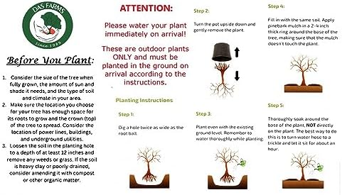 20th Century Asian Pear Tree 'Nijisseiki' - Live Fruit Plant Shipped 3 Feet Tall by DAS Farms