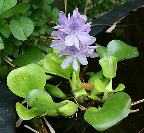 3 Water Hyacinth (Eichhornia crassipes) - Floating Live Pond Plants