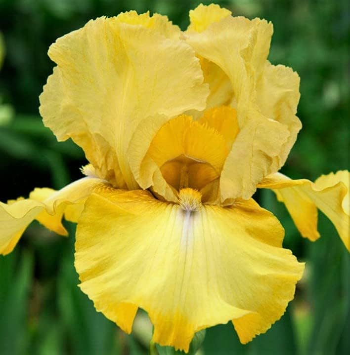 Again & Again, Colorful Bearded REBLOOMING IRIS (1) Rhizome/Bulb/Root Ready for Planting Now