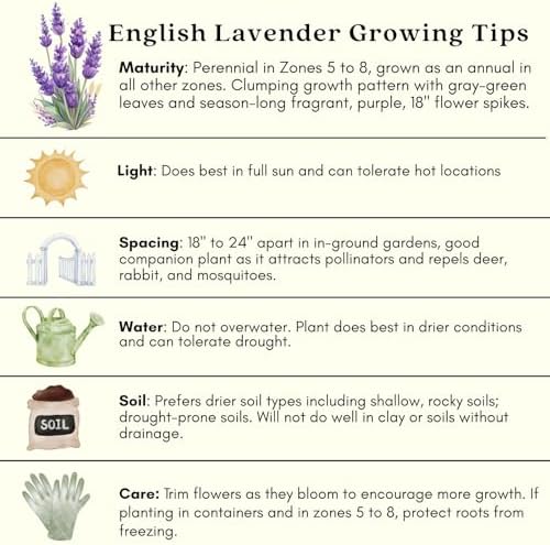 Clovers Garden English Lavender (Lavandula) Hidcote Blue Plants – Two (2) Live Plants – Non-GMO - Not Seeds - Each 4" to 8" Tall – in 4" Inch