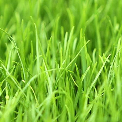 Annual RyeGrass Seed by Eretz - Willamette Valley, Oregon Grown. No fillers, No Weed or Other Crop Seeds (3lb)
