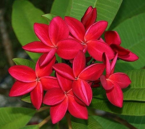 2 Live Plumeria Plants Hawaiian Flowering - Tropical Plants Easy to Grow Fragrant Flowering Plants