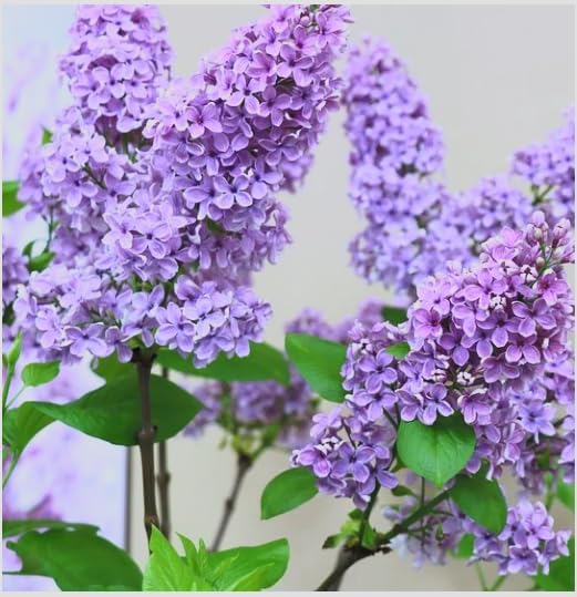 Old Fashioned Lilac Bushes Live Plants (2 Pack) – 14–24” Tall - Syringa vulgaris – Fragrant Lavender Purple Flowers – Hardy Flowering Shrubs