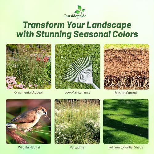 Outsidepride Perennial Andropogon Big Bluestem Grass Seed - 1 lb. Warm Season, Drought Resistant, Native Prairie Grass Seed, Ideal for Erosion Control, Ornamental Landscaping & Wildlife Gardens