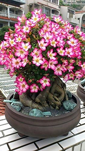 Arabic Desert Rose - Adenium arabicum - Pink Flowers - 2" Pot